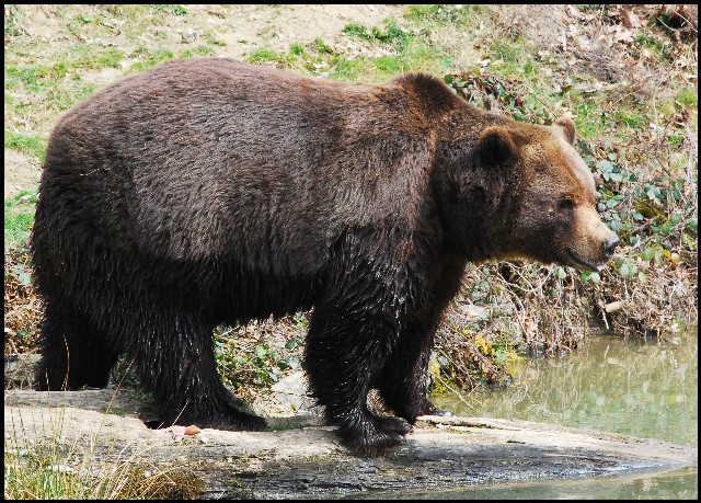 Wildpark Langenberg