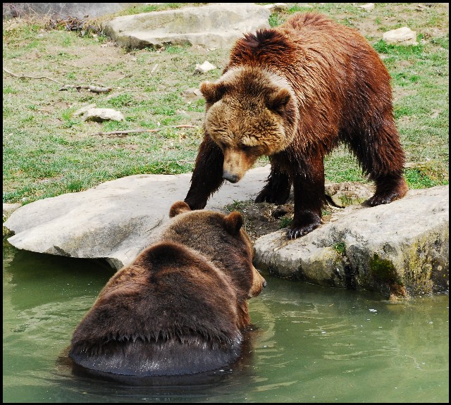 Wildpark Langenberg I