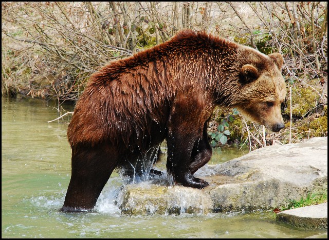 Wildpark Langenberg II