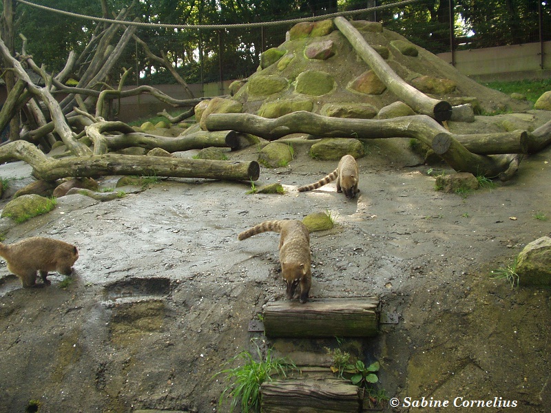 Wildpark Lüneburger Heide