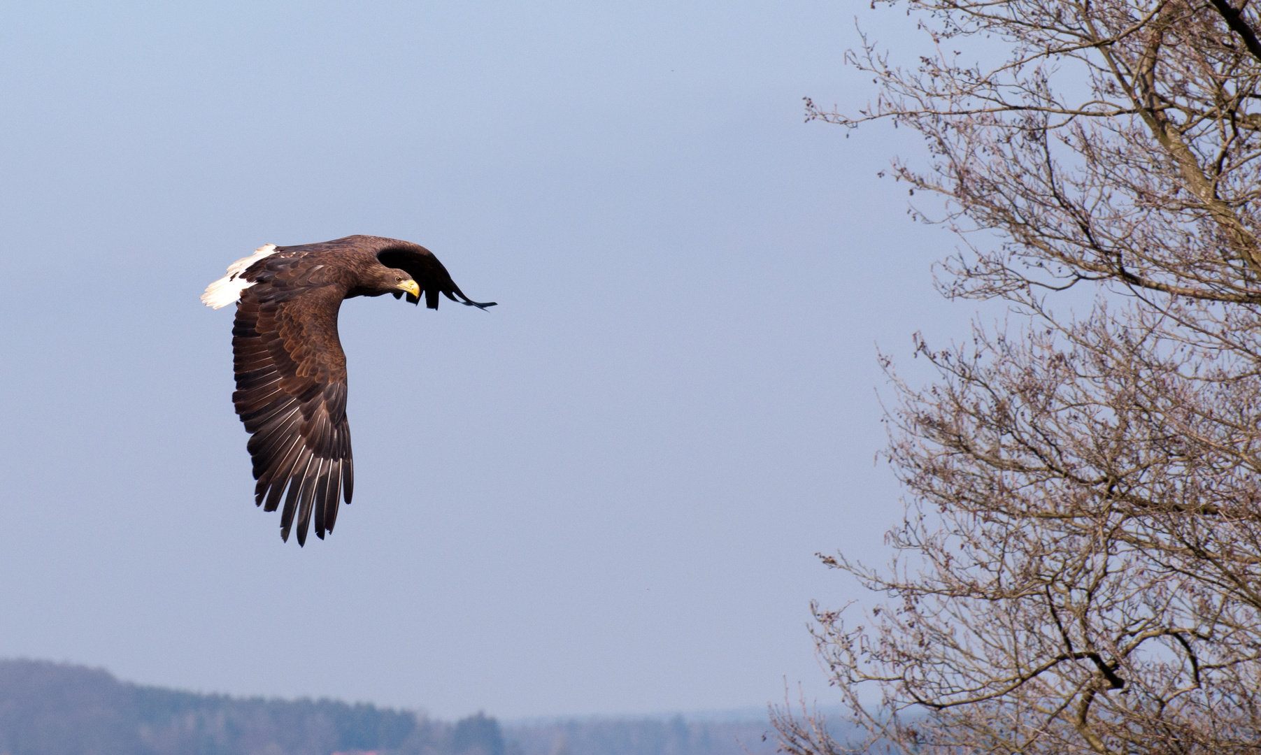 Wildpark Lüneburger Heide