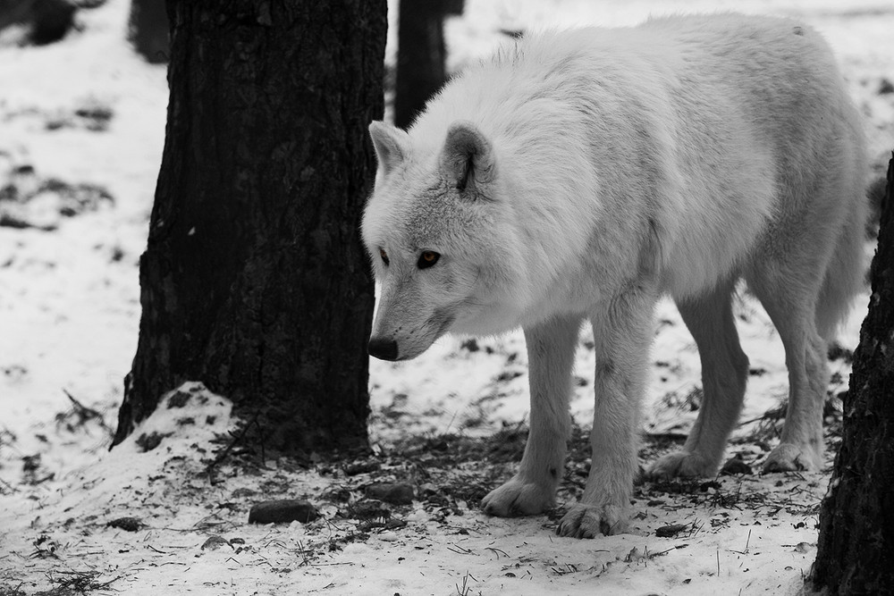 Wildpark Lüneburgerheide (Polarwolf)