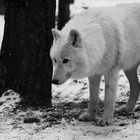 Wildpark Lüneburgerheide (Polarwolf)