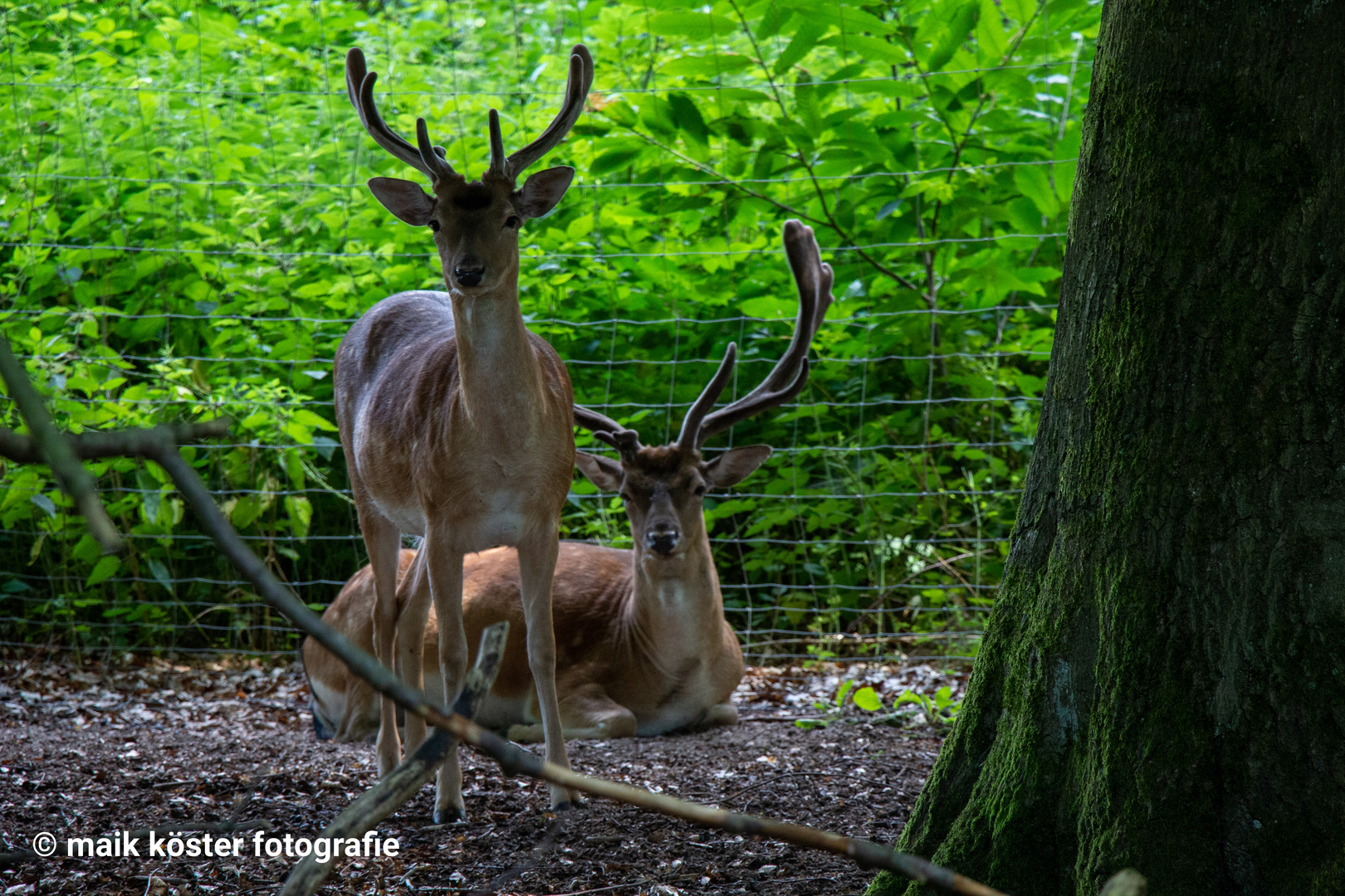 Wildpark Mölln 