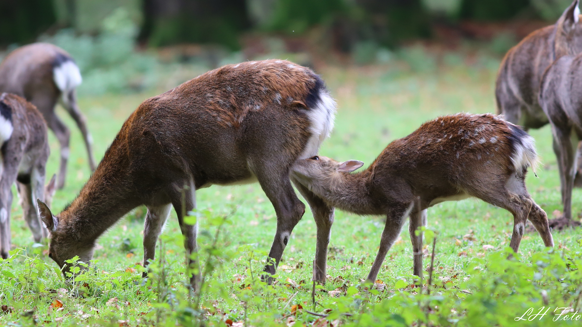 Wildpark Neuhaus -1-