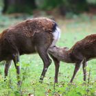 Wildpark Neuhaus -1-