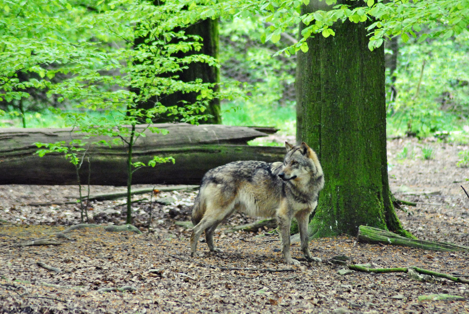 Wildpark Neuhaus