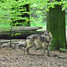 Wildpark Neuhaus