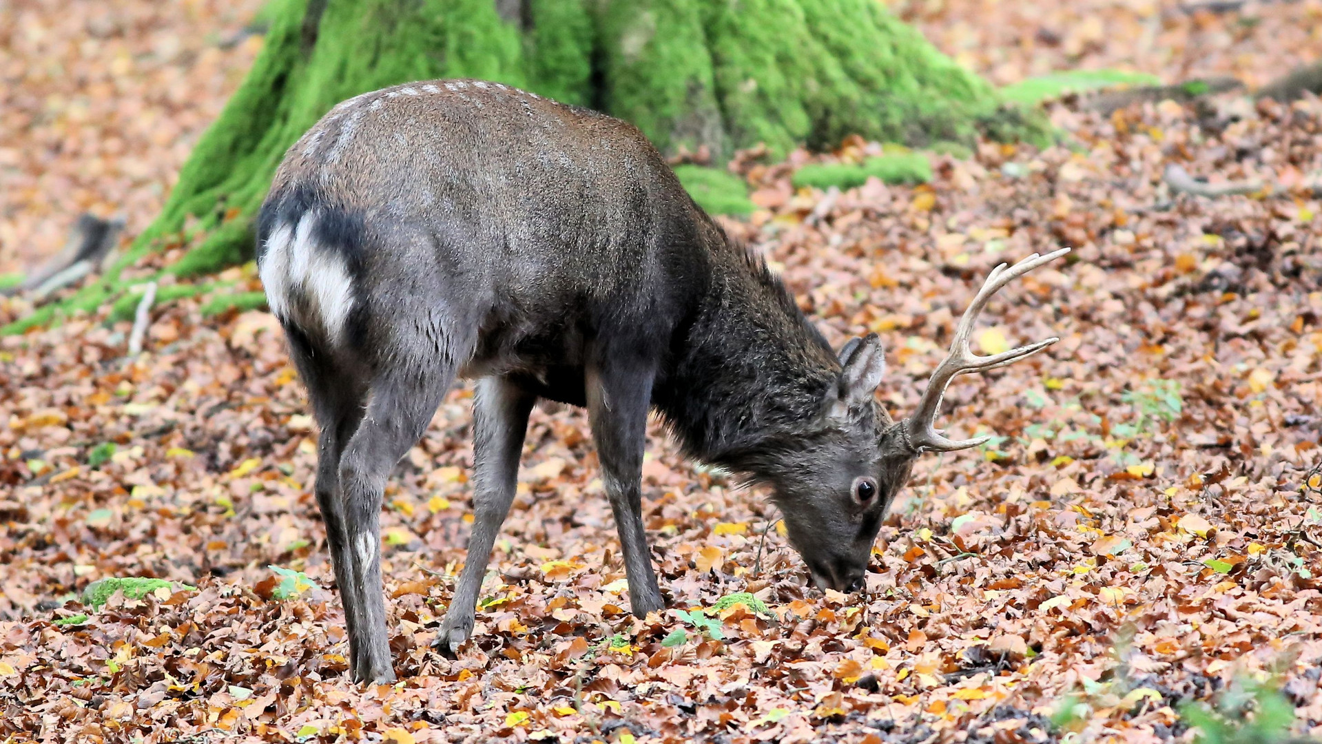 Wildpark Neuhaus