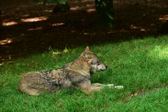 Wildpark Neuhaus..          .DSC_3569