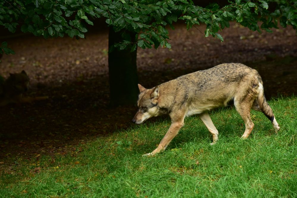 Wildpark Neuhaus...........DSC_3528