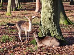 Wildpark Niederwald (2)