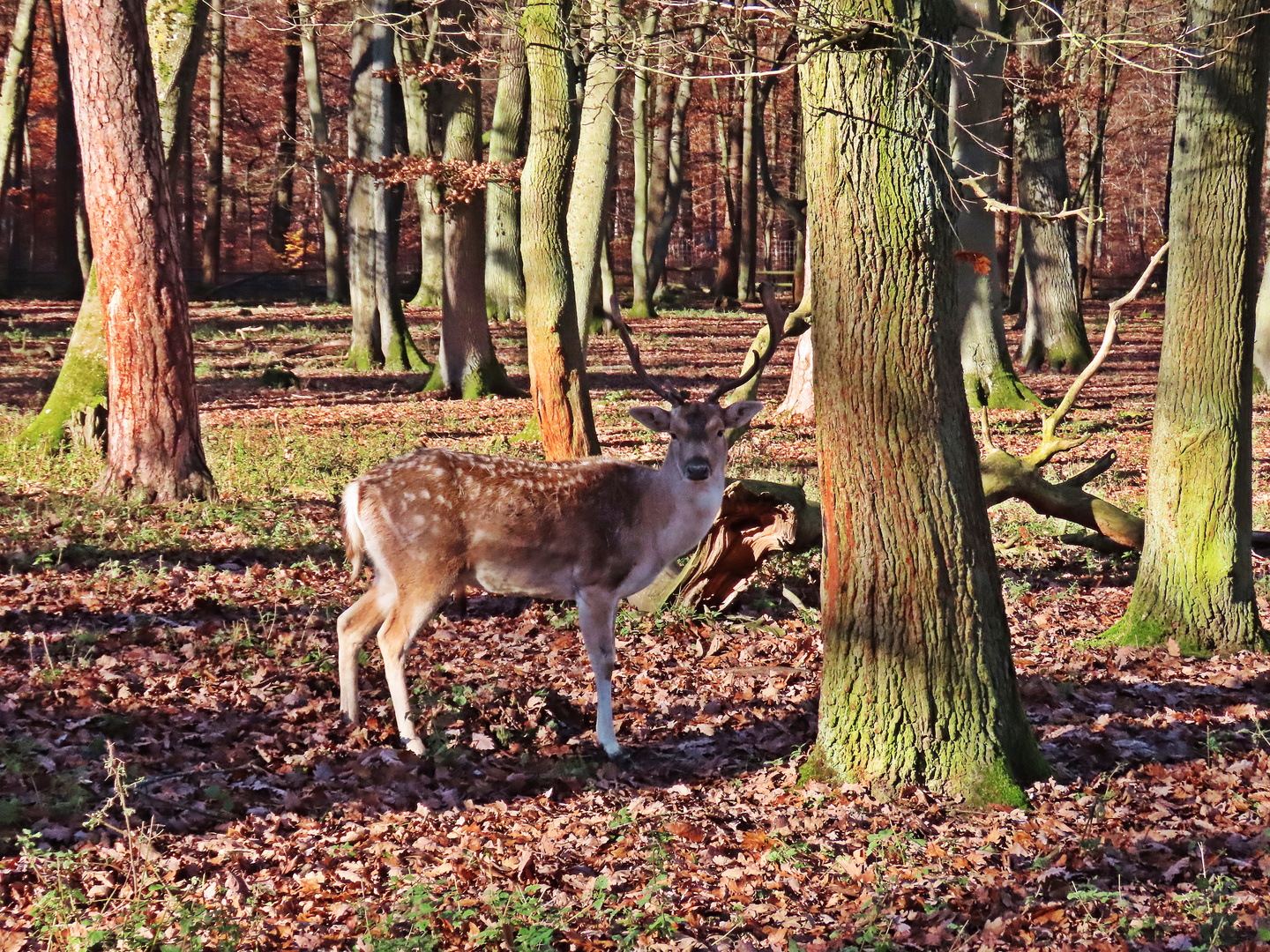 Wildpark Niederwald (3)