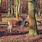 Wildpark Niederwald (3)