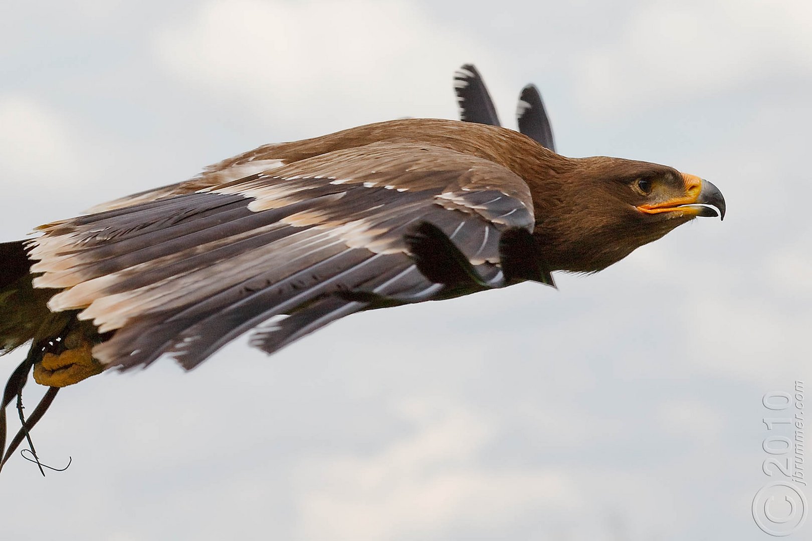 Wildpark Oberreith - Adler1