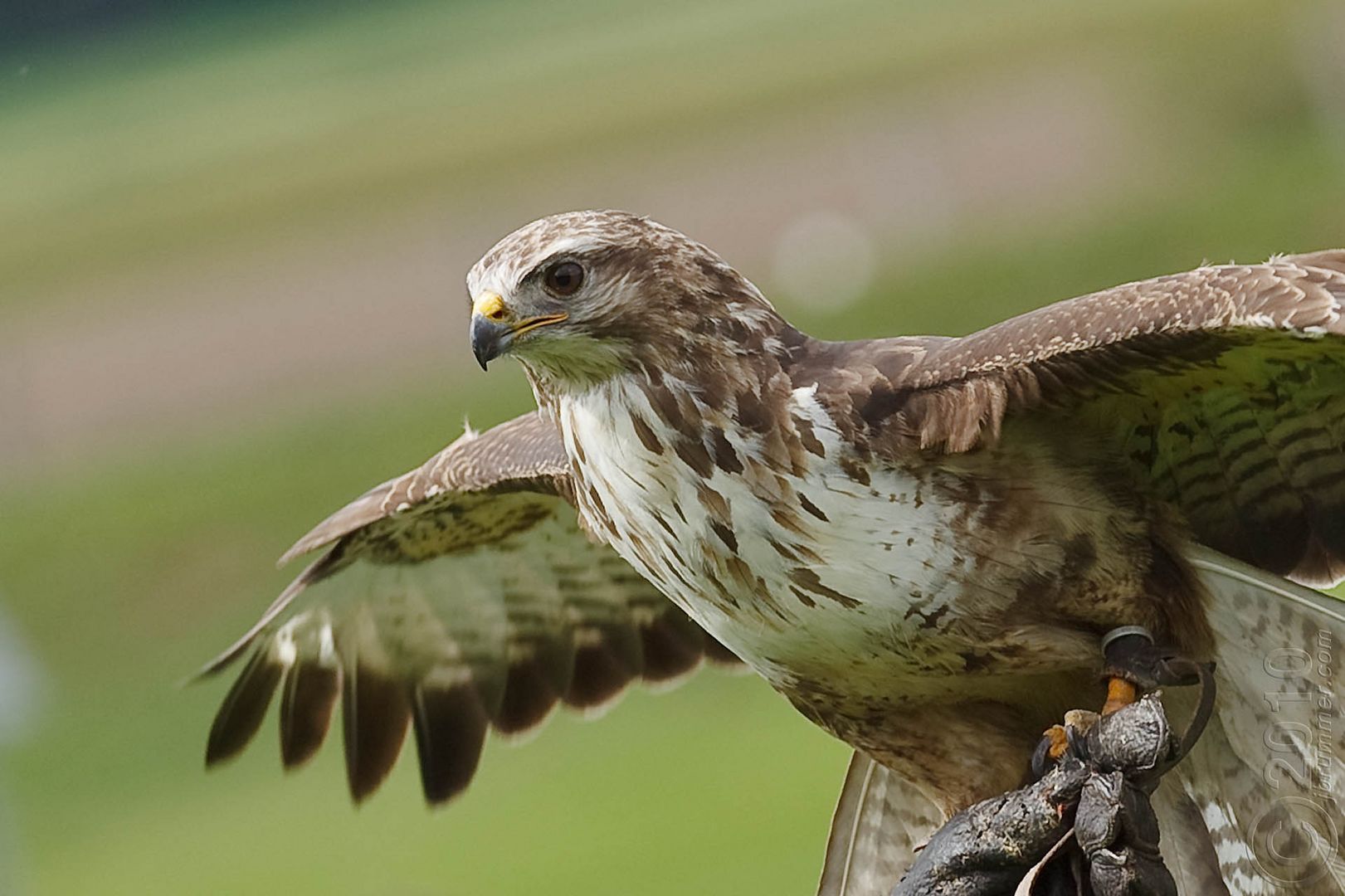 Wildpark Oberreith - Falke2