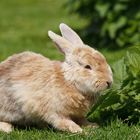 Wildpark Oberreith - Hasi