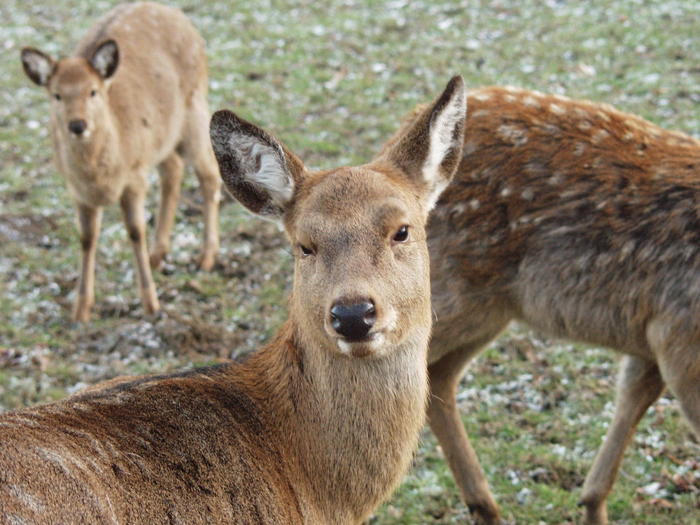 Wildpark perspektive