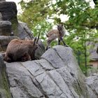 Wildpark Peter und Paul CH- St. Gallen