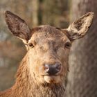 Wildpark Pforzheim