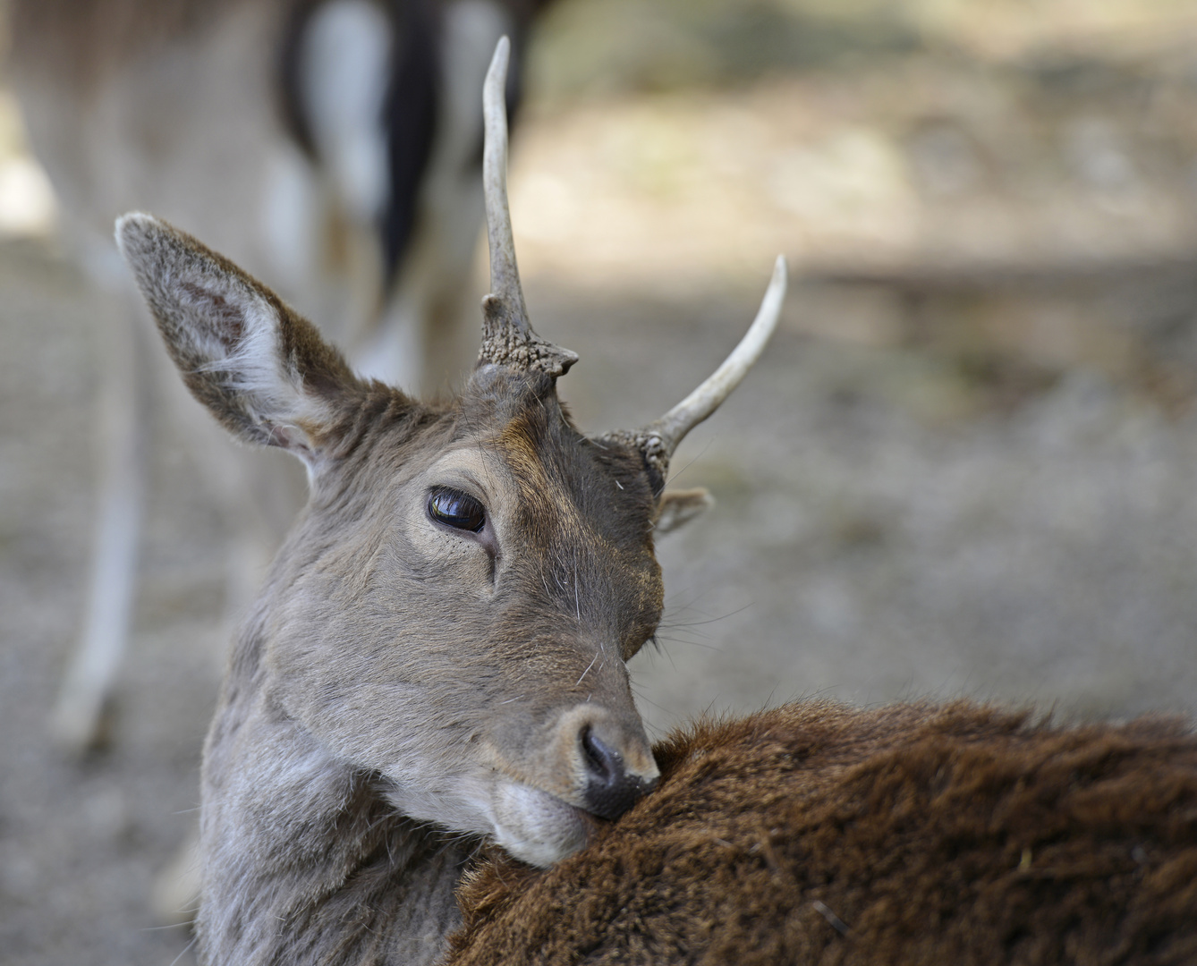 Wildpark Poing