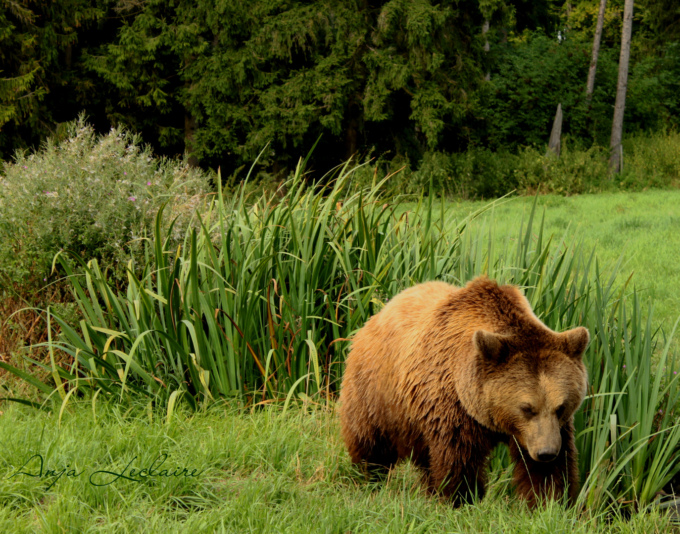 Wildpark Poing - Der Bär