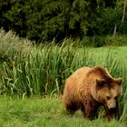 Wildpark Poing - Der Bär