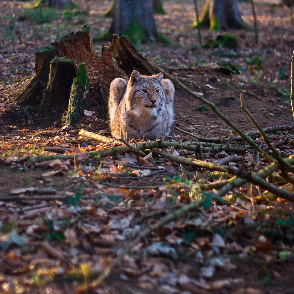 Wildpark Poing I