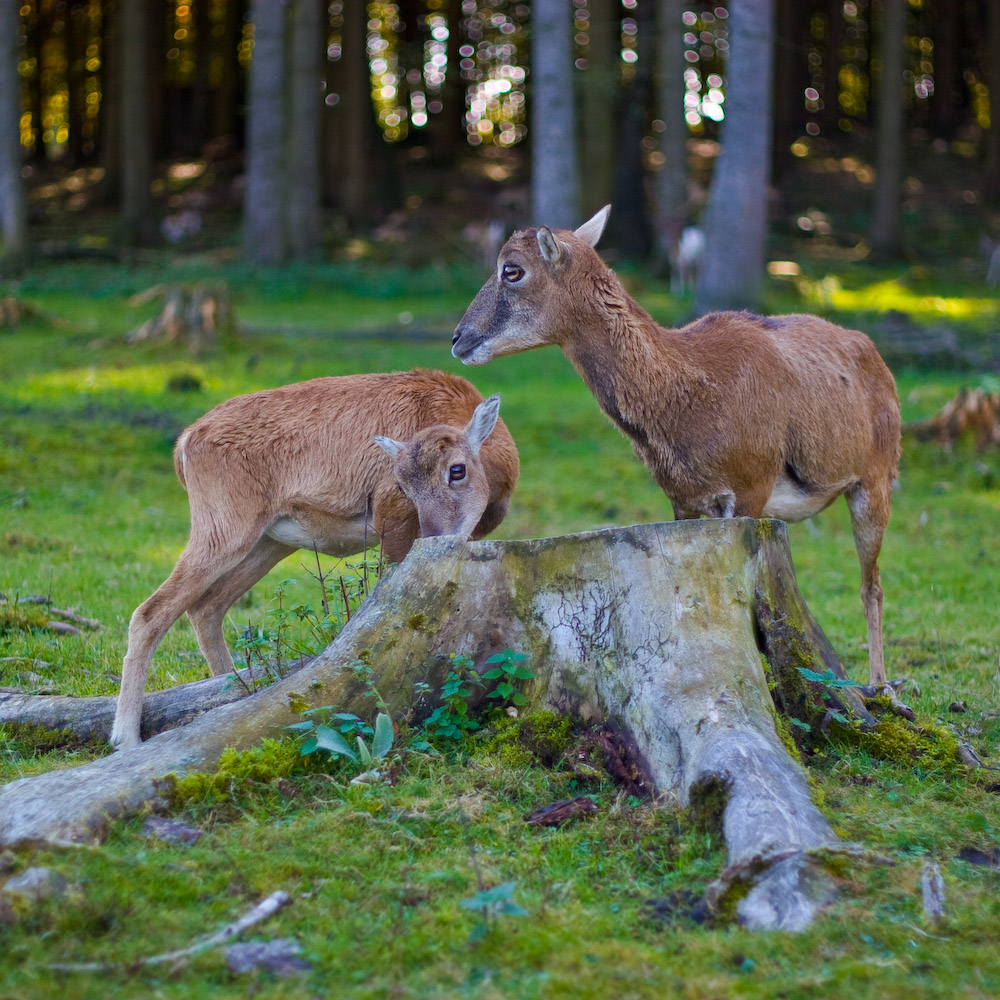 Wildpark Poing II