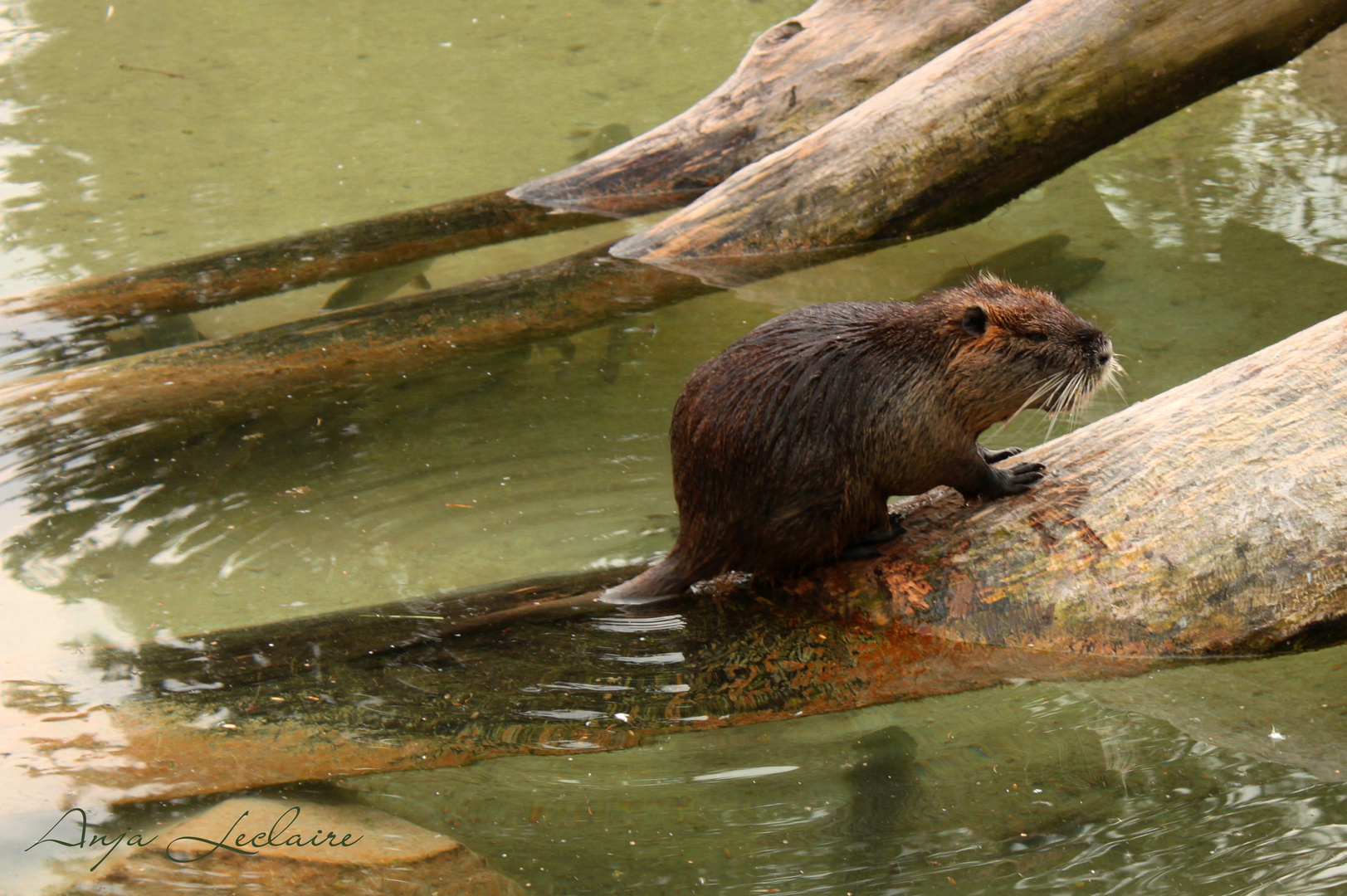 Wildpark Poing - Nutria