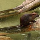 Wildpark Poing - Nutria