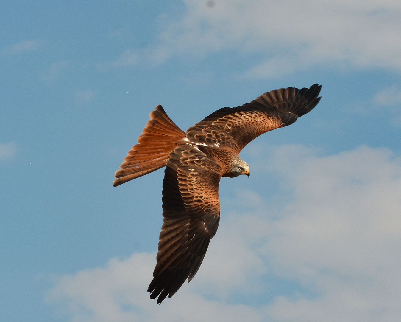 Wildpark Potzberg