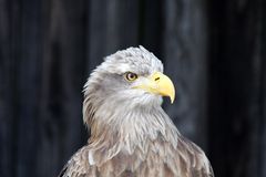 Wildpark Potzberg Seeadler