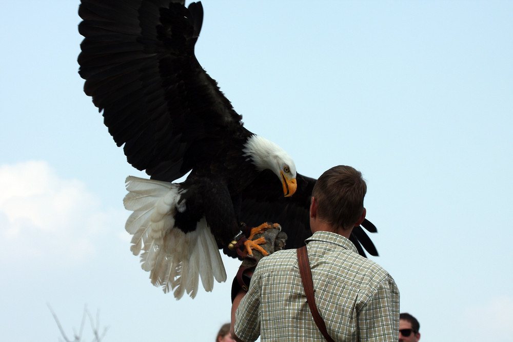 Wildpark Potzberg Weisskopfseeadler