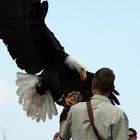 Wildpark Potzberg Weisskopfseeadler