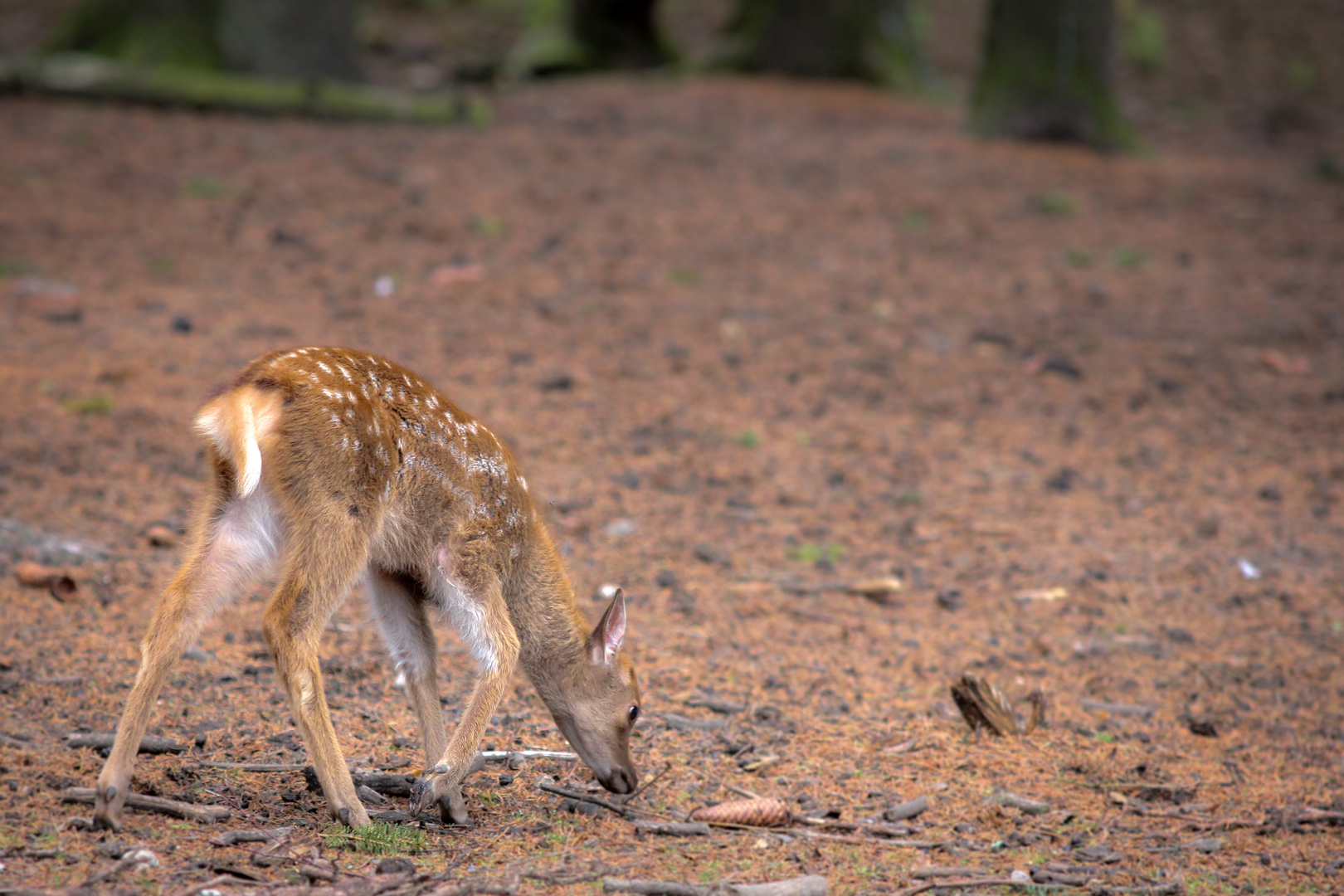 Wildpark Reken - Eindrücke 1