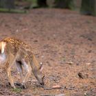 Wildpark Reken - Eindrücke 1