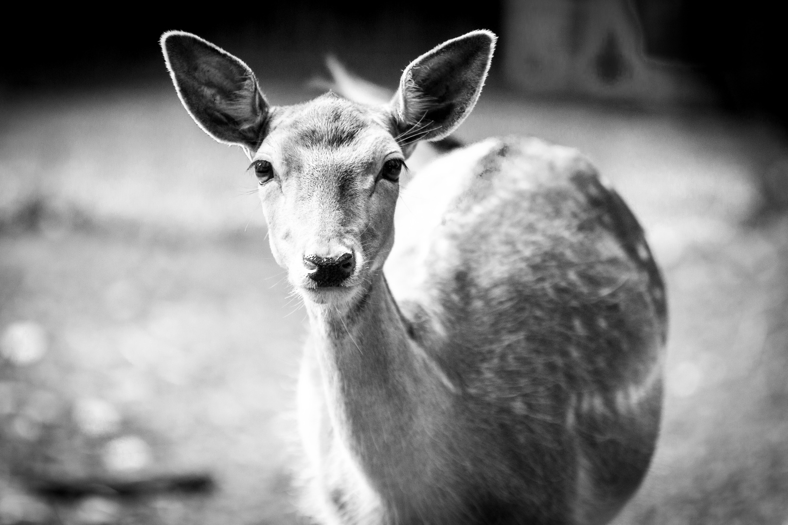 Wildpark Reken - Eindrücke 2