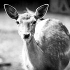 Wildpark Reken - Eindrücke 2