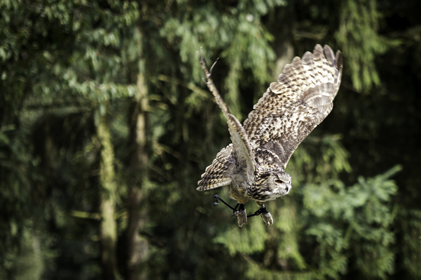 Wildpark Reken - Eindrücke 3