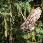 Wildpark Reken - Eindrücke 3