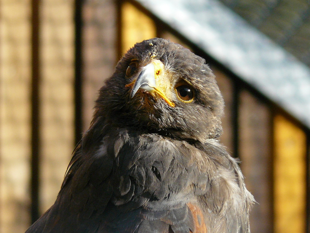 Wildpark Saarbrücken