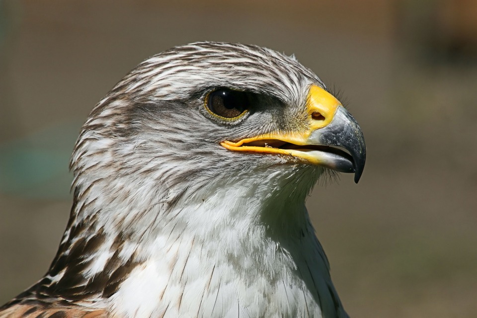 Wildpark Schloss Cappenberg