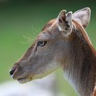 Wildpark Schloss Tambach - Tiere zum anfassen