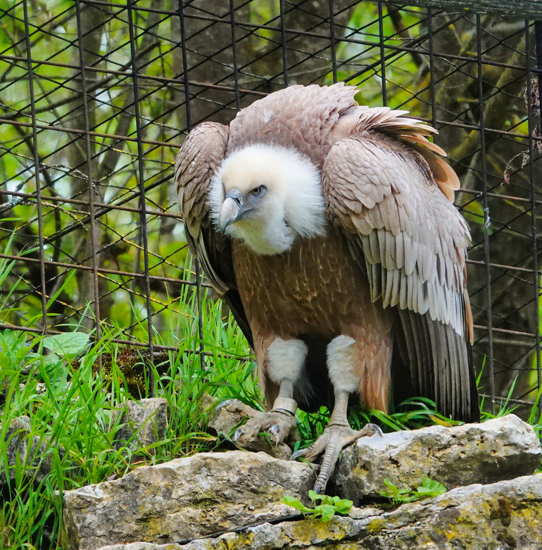 Wildpark Schnappschüsse 