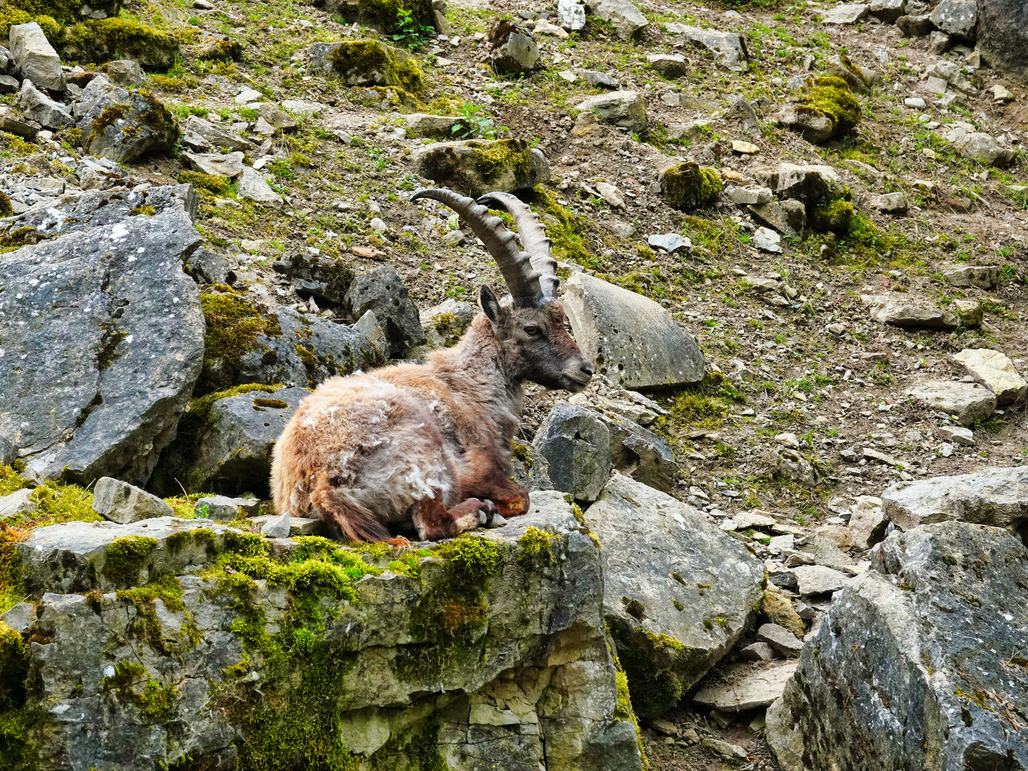 Wildpark Schnappschüsse 