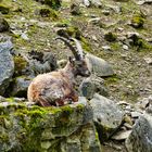 Wildpark Schnappschüsse 