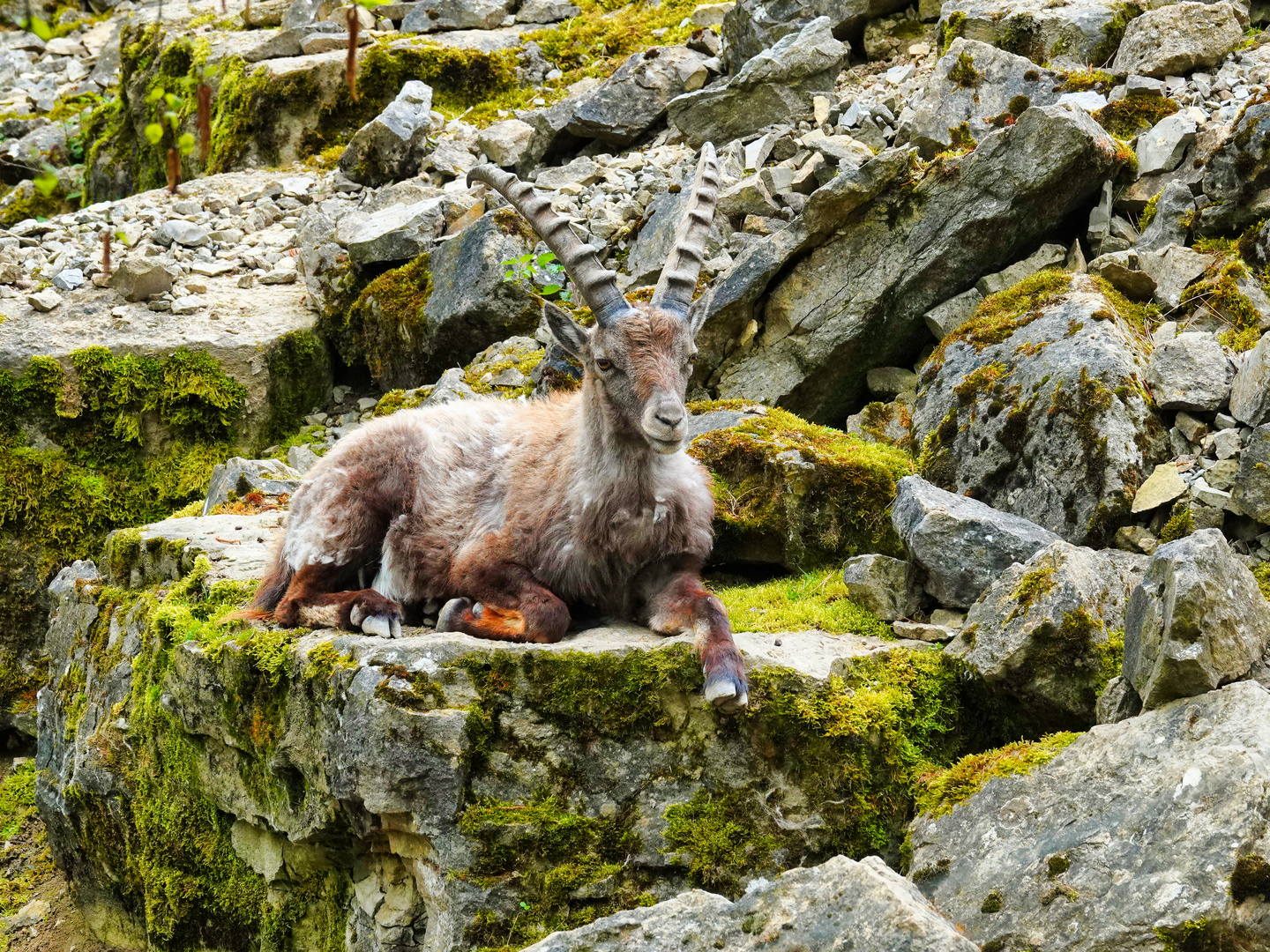 Wildpark Schnappschüsse 