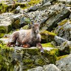 Wildpark Schnappschüsse 