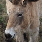 Wildpark Schorfheide